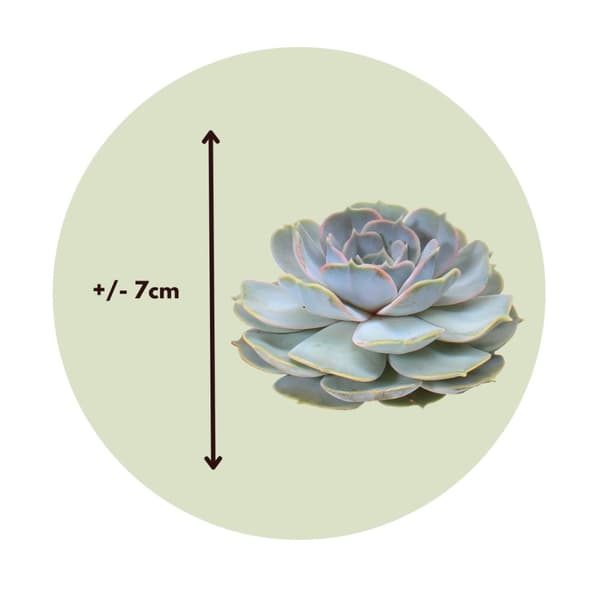 Echeveria DIY Mix - Sæt med 5 - Echeveria lilacina - Højde 7cm