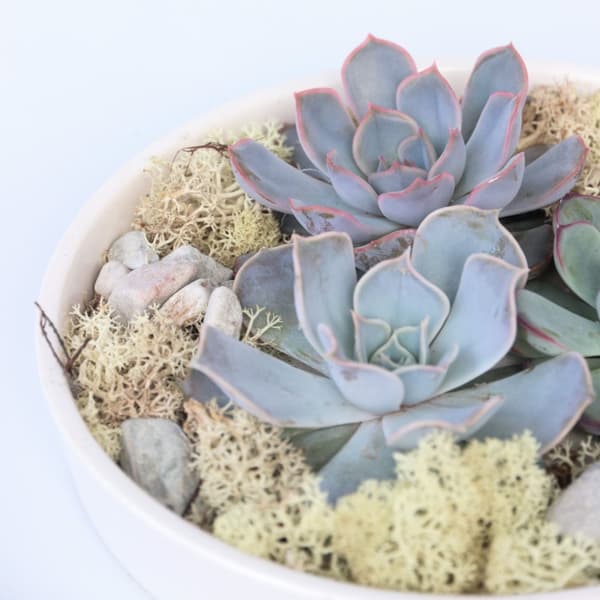 Echeveria Garden Mix Hvid - Echeveria lilacina - Højde 8cm