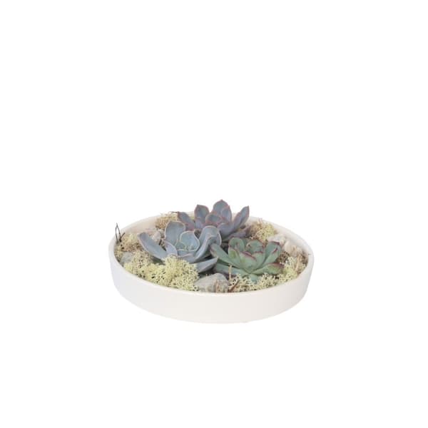 Ekveria Garden Mix White - Echeveria lilacina - Höjd 8cm