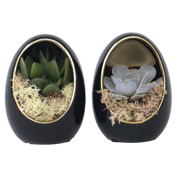 Ekveria Dekorativa ägg - Set om 2 - Echeveria lilacina - Höjd 12cm