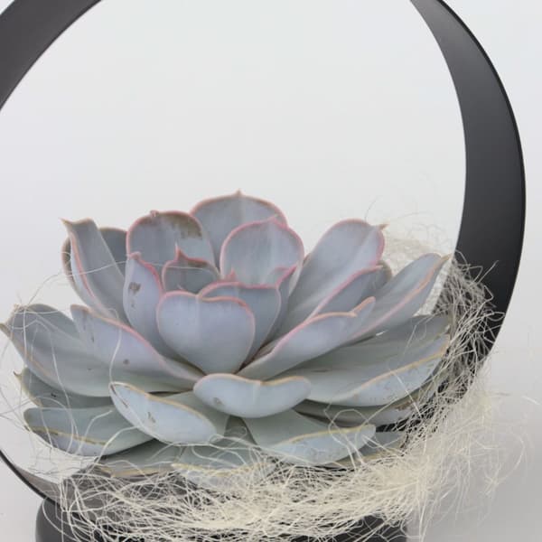 Echeveria sort metalring - Echeveria lilacina - Højde 20cm