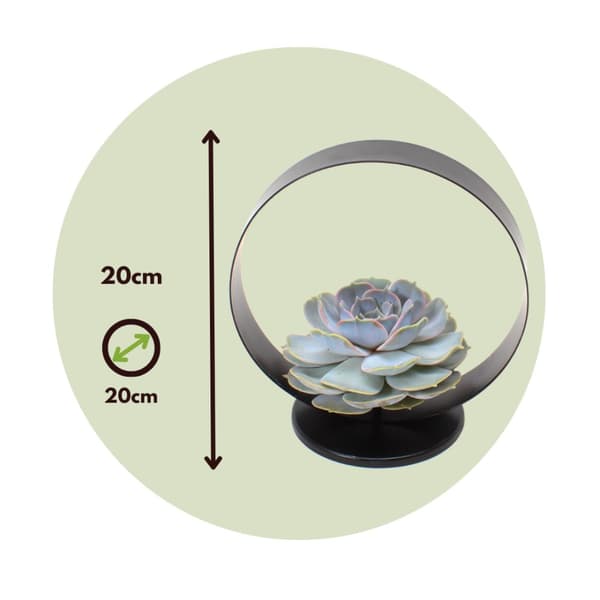 Echeveria sort metalring - Echeveria lilacina - Højde 20cm