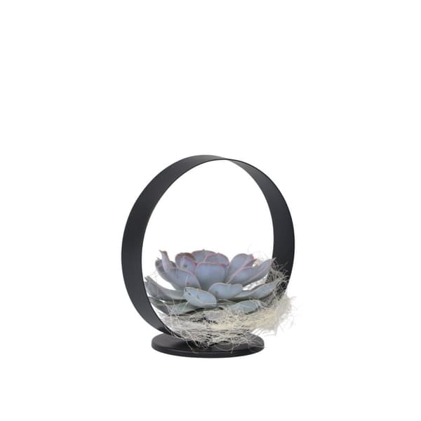 Echeveria sort metalring - Echeveria lilacina - Højde 20cm