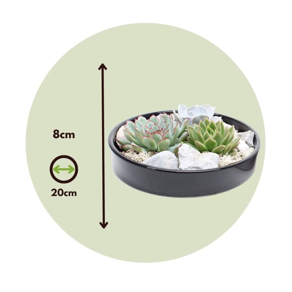 Echeveria Garden Mix Sort - Echeveria lilacina - Højde 8cm