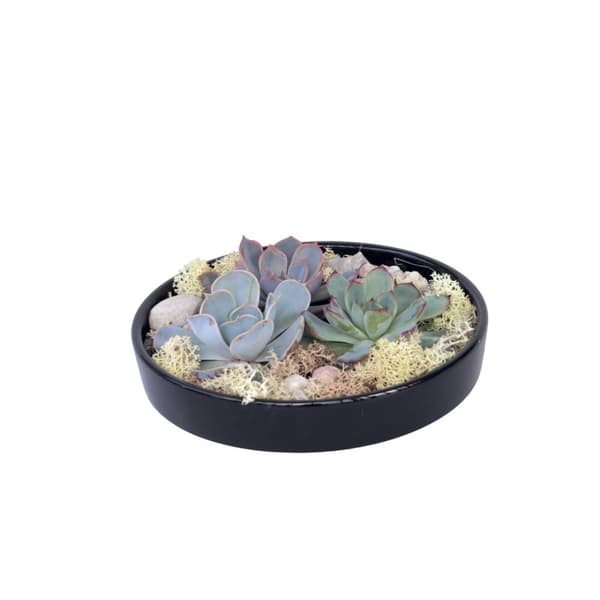 Echeveria Garden Mix Sort - Echeveria lilacina - Højde 8cm