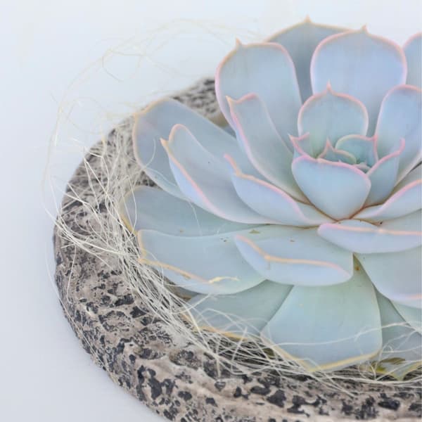 Ekveria Koala Bowl - Echeveria lilacina - Höjd 8cm