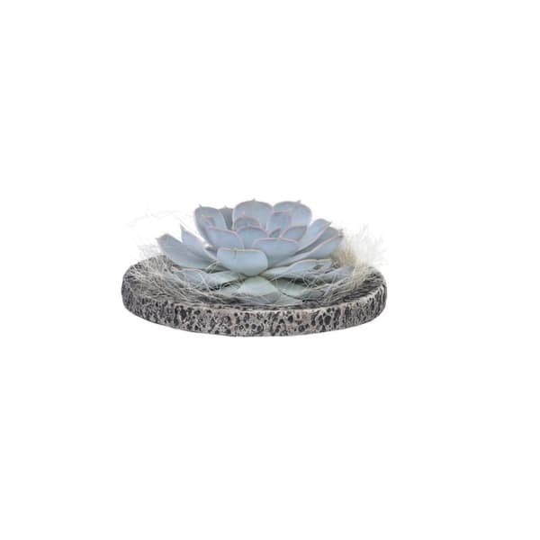 Echeveria Koala skål - Echeveria lilacina - Højde 8cm