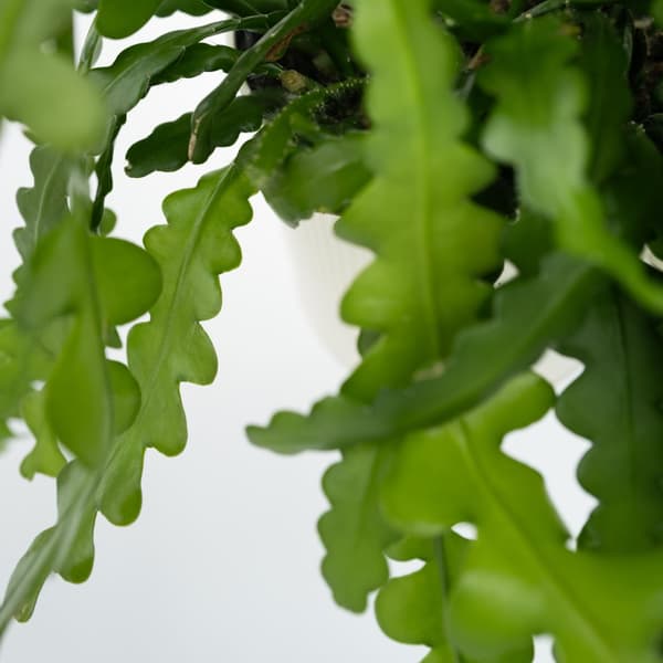 Fiskben kaktus - Set om 2 - Epiphyllum 'Anguliger' - Höjd 30-40cm - ⌀15cm