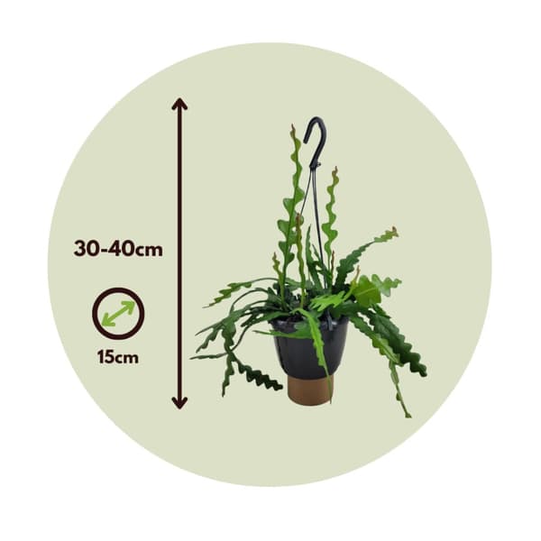 Fiskben kaktus - Set om 2 - Epiphyllum 'Anguliger' - Höjd 30-40cm - ⌀15cm