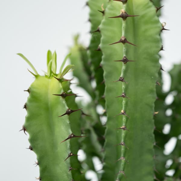Kaktuseuforbia - Set om 2 - Euphorbia ingens - Höjd 50-60cm - ⌀17cm