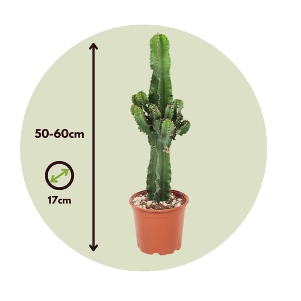 Kaktuseuforbia - Set om 2 - Euphorbia ingens - Höjd 50-60cm - ⌀17cm
