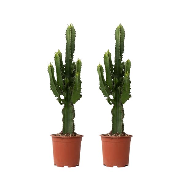Kandelabertræ - Sæt med 2 - Euphorbia ingens - Højde 50-60cm - ⌀17cm