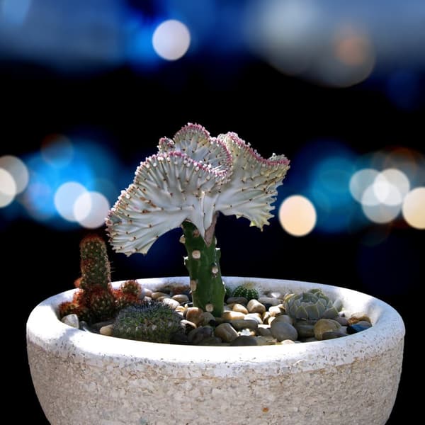 Kruunukandelabri - 2 kpl - Euphorbia 'Lactea' - Korkeus 25-30 cm - ⌀12 cm