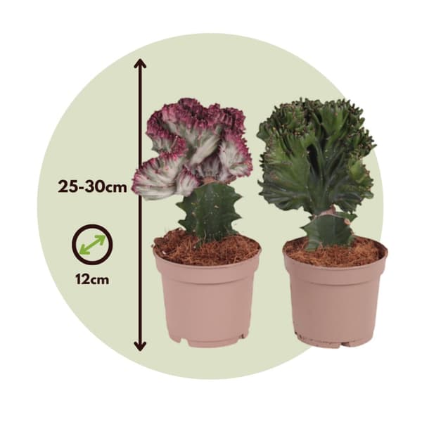 Kruunukandelabri - 2 kpl - Euphorbia 'Lactea' - Korkeus 25-30 cm - ⌀12 cm