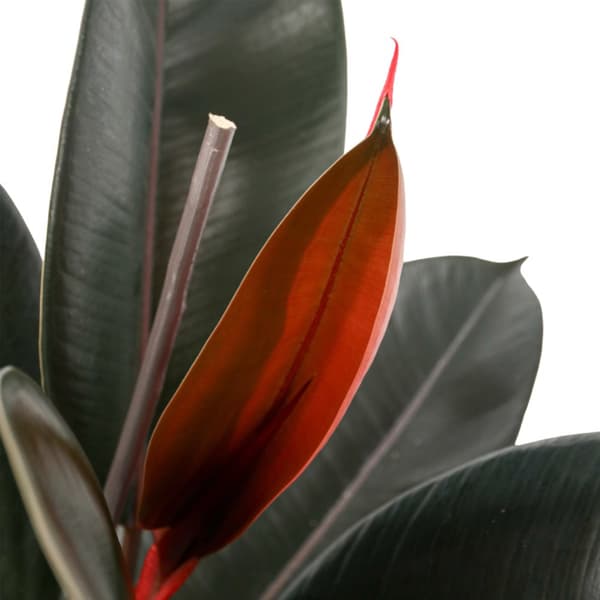 Gummitræ - Ficus Elastica 'Abidjan' - Højde 75-100cm - ⌀24cm