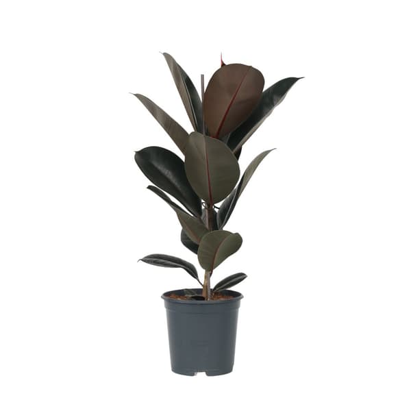Gummitræ - Ficus Elastica 'Abidjan' - Højde 75-100cm - ⌀24cm