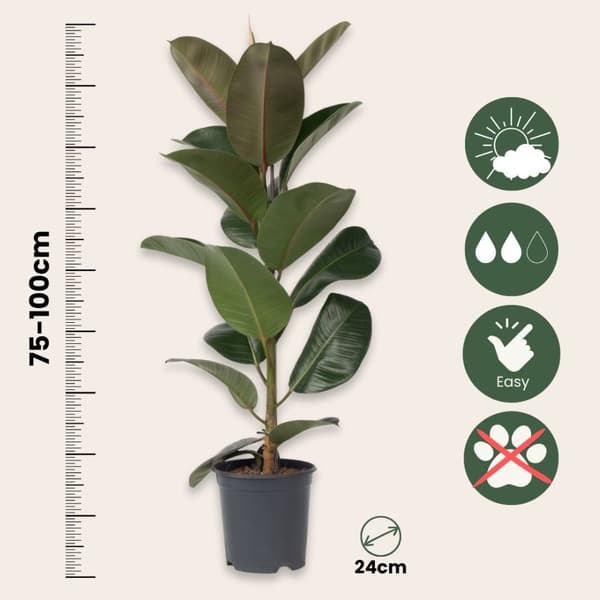 Gummitræ - Ficus Elastica 'Robusta' - Højde 75-100cm - ⌀24cm