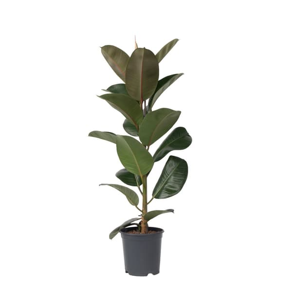 Gummitræ - Ficus Elastica 'Robusta' - Højde 75-100cm - ⌀24cm
