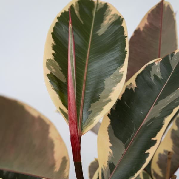 Fönsterfikus - Ficus Elastica 'Tineke' - Höjd 75-100cm - ⌀24cm