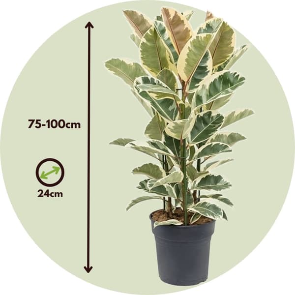 Fönsterfikus - Ficus Elastica 'Tineke' - Höjd 75-100cm - ⌀24cm
