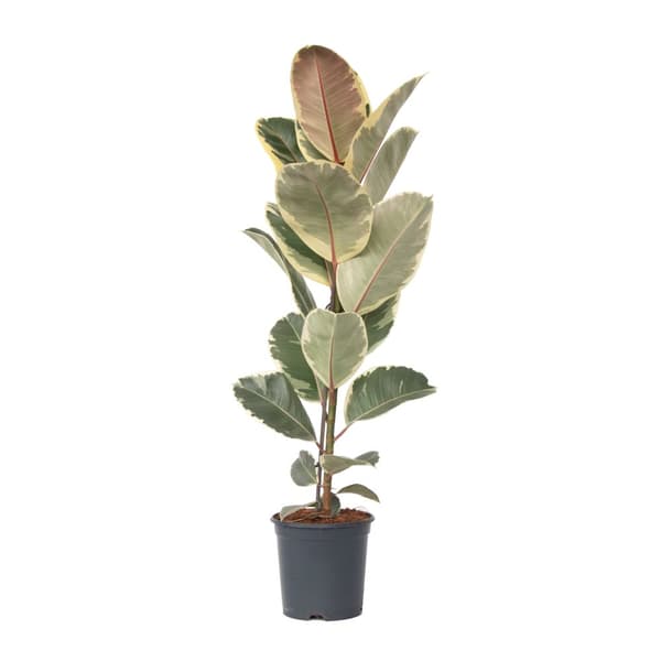 Gummitræ - Ficus Elastica 'Tineke' - Højde 75-100cm - ⌀24cm