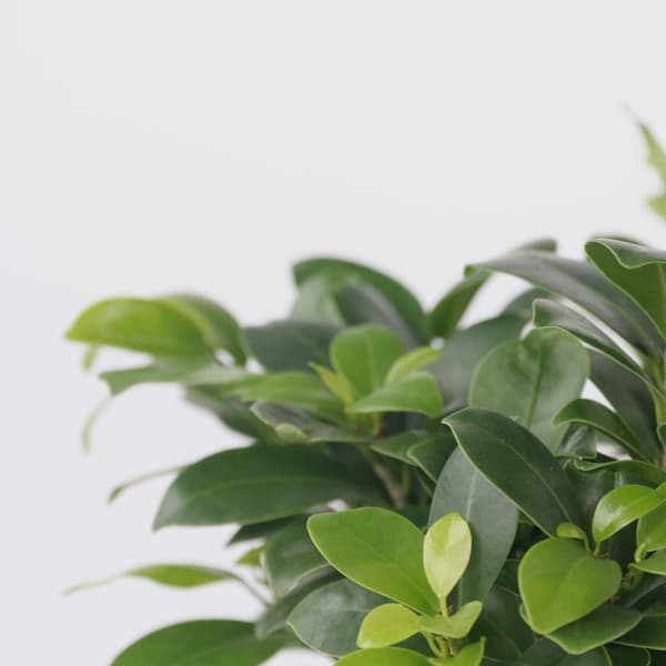Ginsengfigen - Sæt med 2 - Ficus microcarpa - Højde 30-40cm - ⌀12cm