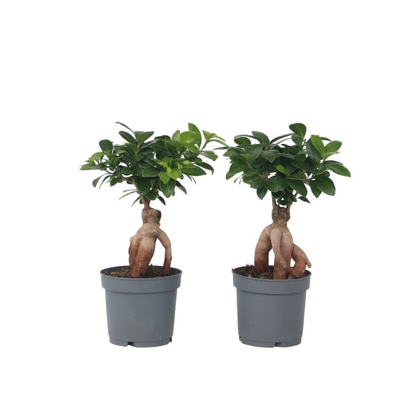 Ginsengfigen - Sæt med 2 - Ficus microcarpa - Højde 30-40cm - ⌀12cm