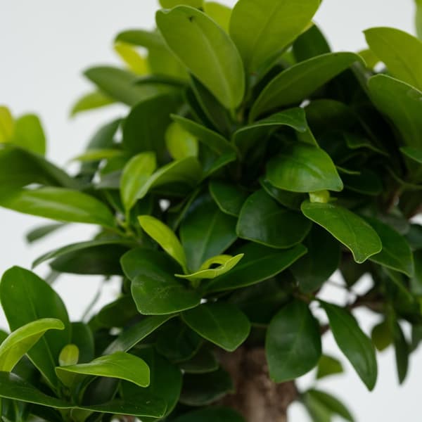 Ginsengfigen - Sæt med 4 - Ficus microcarpa - Højde 30-40cm - ⌀12cm