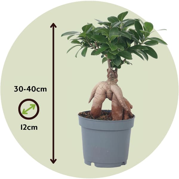 Ginsengfigen - Sæt med 4 - Ficus microcarpa - Højde 30-40cm - ⌀12cm