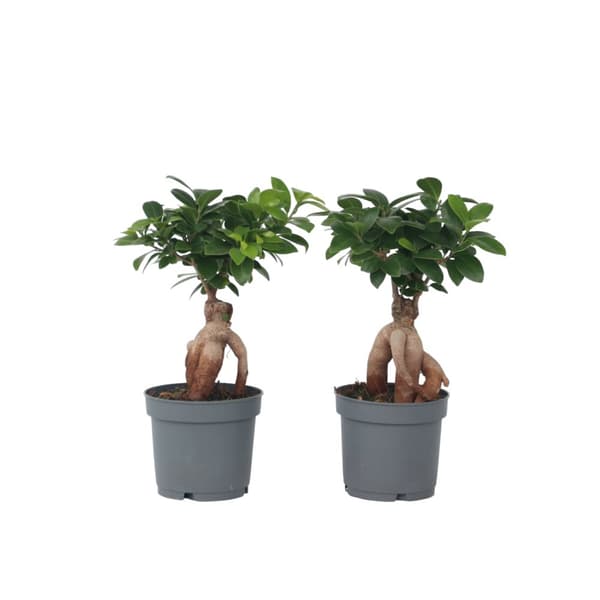 Bonsaiträd - Set om 4 - Ficus microcarpa - Höjd 30-40cm - ⌀12cm