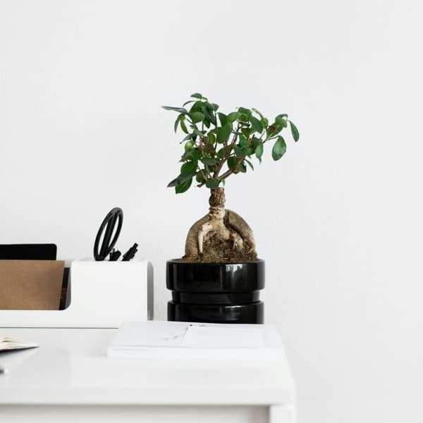 Ginsengfigen - Ficus microcarpa - Højde 30-40cm - ⌀12cm