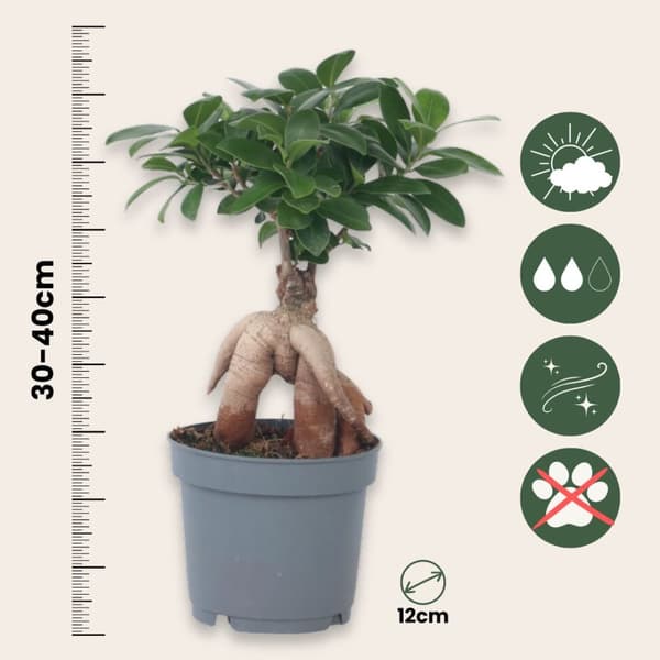 Ginsengfigen - Ficus microcarpa - Højde 30-40cm - ⌀12cm