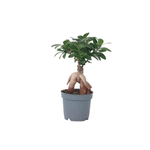 Ginsengfigen - Ficus microcarpa - Højde 30-40cm - ⌀12cm