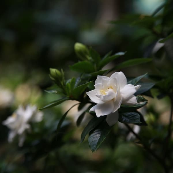 Gardenia - Sæt med 4 - Gardenia jasminoides - Højde 20-30cm - ⌀13cm