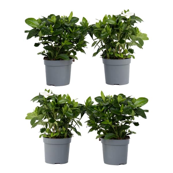 Gardenia - Sæt med 4 - Gardenia jasminoides - Højde 20-30cm - ⌀13cm