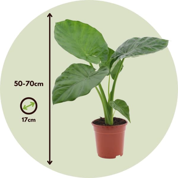 Grønne planter blanding - Sæt med 3 - Højde 50-70cm - ⌀17cm