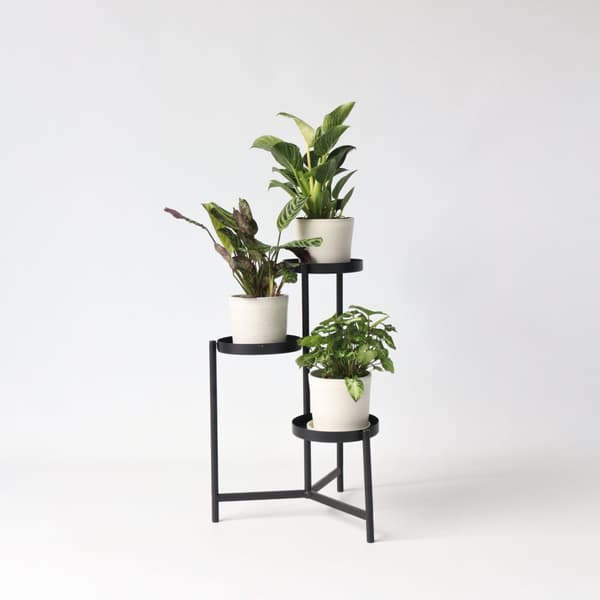 Hemmix - Sæt med 3 - Ctenanthe, Philodendron, Syngonium - Højde 25-40cm - ⌀12cm