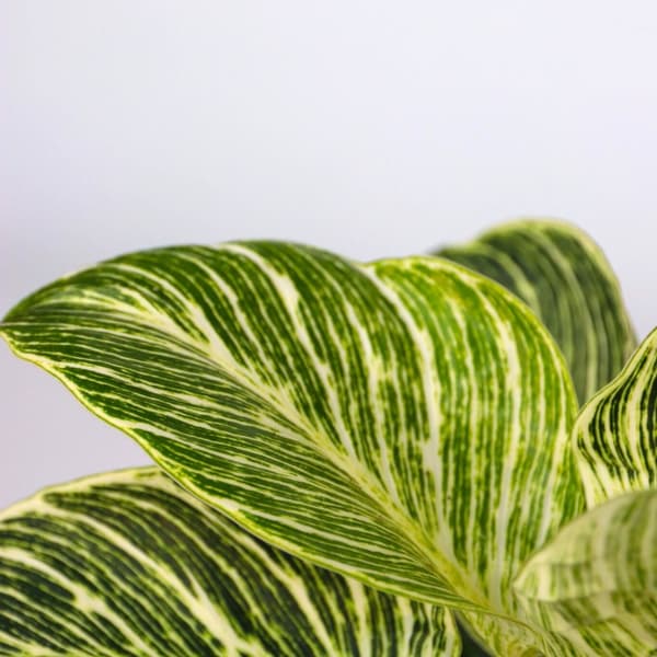 Hemmix - Sæt med 3 - Ctenanthe, Philodendron, Syngonium - Højde 25-40cm - ⌀12cm