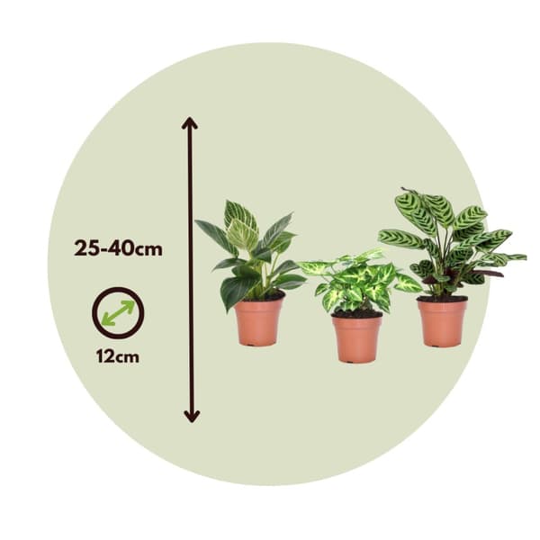 Hemmix - Sæt med 3 - Ctenanthe, Philodendron, Syngonium - Højde 25-40cm - ⌀12cm