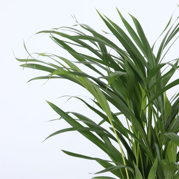 Inomhus palmblandning - Set om 2 - Chamaedorea, Dypsis - Höjd 50-70cm - ⌀17cm