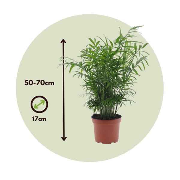 Inomhus palmblandning - Set om 2 - Chamaedorea, Dypsis - Höjd 50-70cm - ⌀17cm