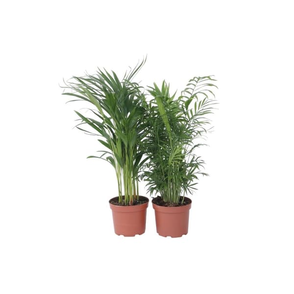 Inomhus palmblandning - Set om 2 - Chamaedorea, Dypsis - Höjd 50-70cm - ⌀17cm