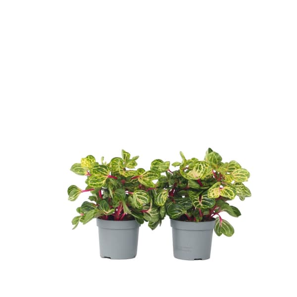 Blodblad - Set om 2 - Iresine herbstii - Höjd 20-30cm - ⌀13cm