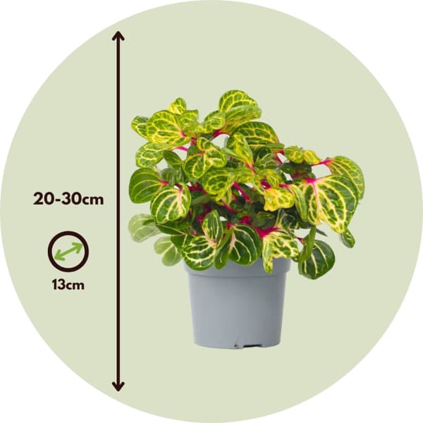 Blodblad - Iresine herbstii - Höjd 20-30cm - ⌀13cm
