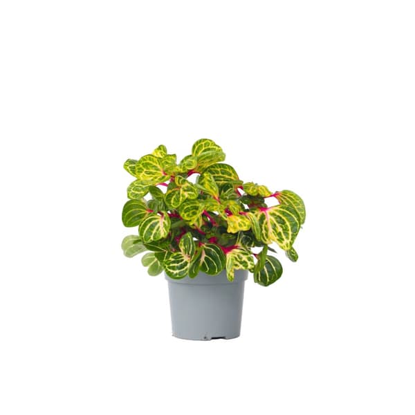 Blodblad - Iresine herbstii - Höjd 20-30cm - ⌀13cm