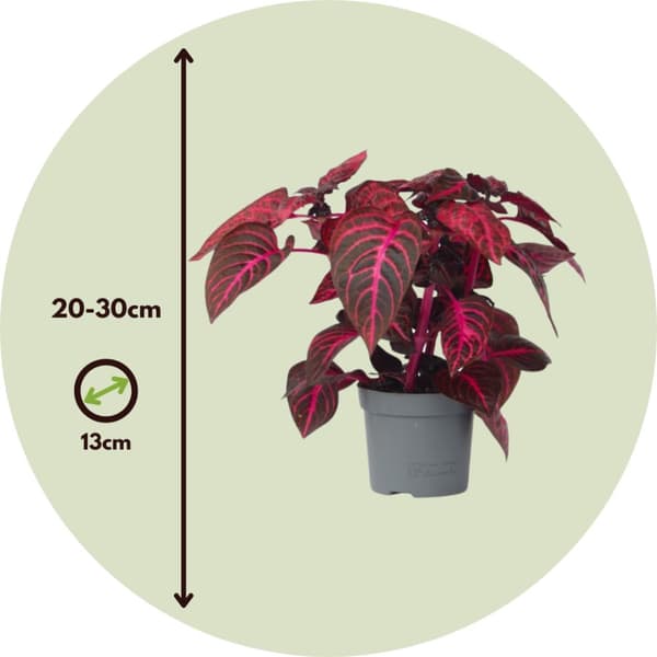 Blodblad - Sæt med 2 - Iresine herbstii - Højde 20-30cm - ⌀13cm