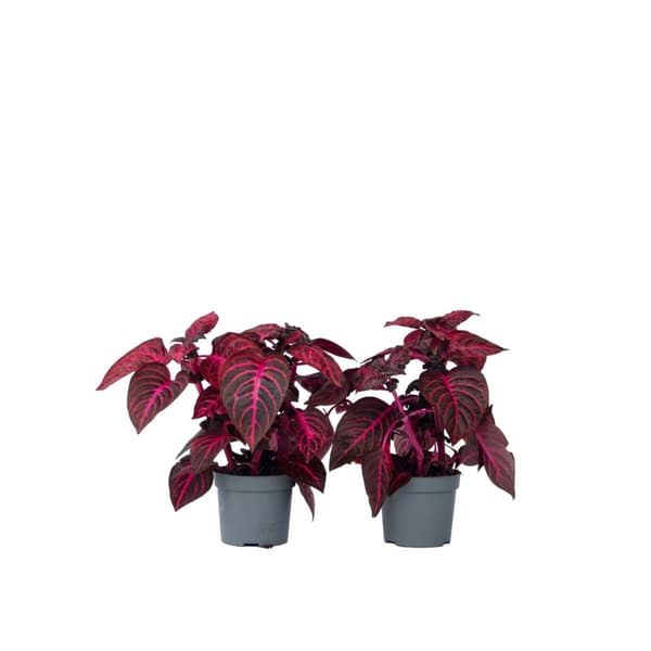 Blodblad - Set om 2 - Iresine herbstii - Höjd 20-30cm - ⌀13cm