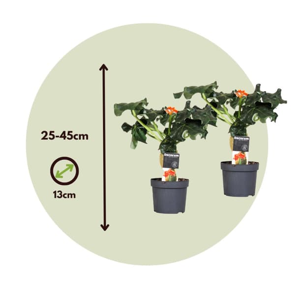 Flaskjatrofa - Set om 2 - Jatropha podagrica - Höjd 25-45cm - ⌀13cm