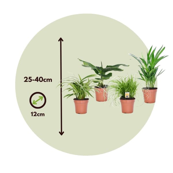 Kæledyrsvenlige stueplanter - Sæt 4 - Pet Friendy Mix - Højde 25-40cm - ⌀12cm