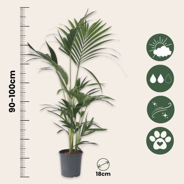 Förmakspalm - Set om 2 - Howea forsteriana - Höjd 90-100cm - ⌀18cm